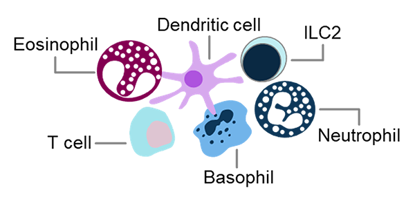 An eosinophil cell interacting with dendritic cell, ILC2, neutrophil, basophil and T cell. 